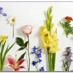 Each Month Birth Flower: What’s My Birth Flower?