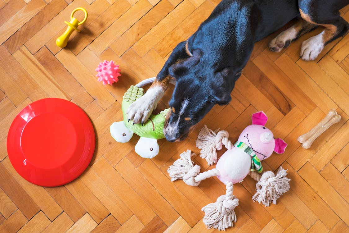 You are currently viewing The Ultimate Guide to the Top 10 Dog Toys