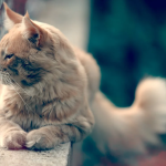 14 Personalized Pet Memorial Gifts to Honor Our Beloved Pets