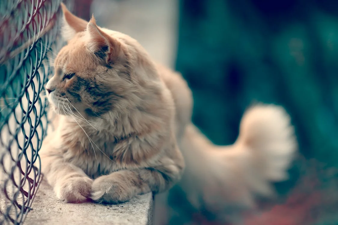 14 Personalized Pet Memorial Gifts to Honor Our Beloved Pets