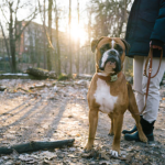 What Do You Give to Someone Who Lost a Dog?