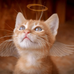 9 Different Ways to Honor a Cat That Passed Away